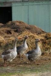 Cession de clientèle en matière agricole